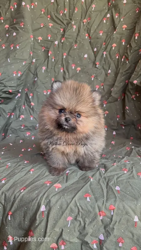 Coco Puff  – Pomeranian puppy for sale in Coram, NY