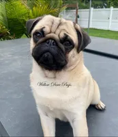 Quality - Fawn , a female Pug for sale in Coram, NY – 3 of 5