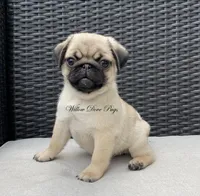 Quality - Fawn , a female Pug for sale in Coram, NY – 2 of 5