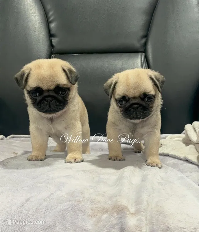 Quality - Fawn  – Pug puppy for sale in Coram, NY