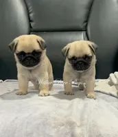 Quality - Fawn , a female Pug for sale in Coram, NY – 1 of 1