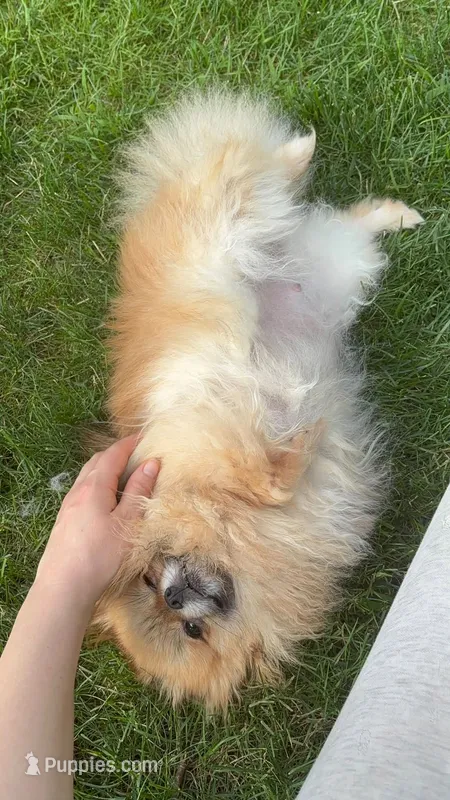 Trixie  – Pomeranian puppy for sale in Coram, NY