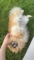 Trixie , a female Pomeranian for sale in Coram, NY – 1 of 1