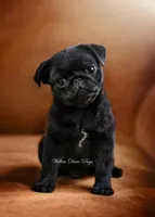 Quality - Black, a male Pug for sale in Coram, NY – 2 of 4