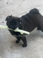 Quality - Black, a male Pug for sale in Coram, NY – 3 of 4