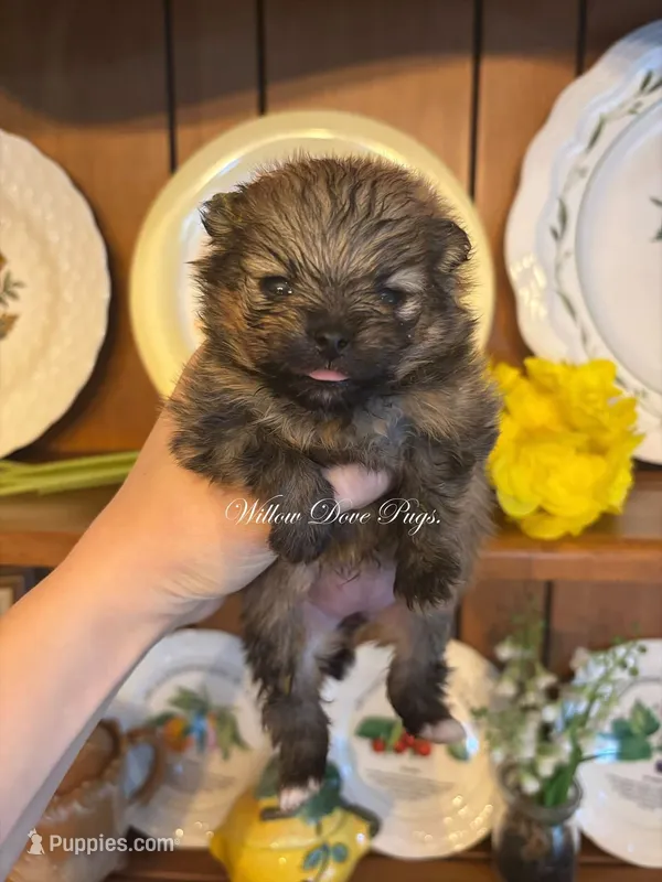 Coco Puff  – Pomeranian puppy for sale in Coram, NY