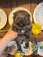Coco Puff , a female Pomeranian for sale in Coram, NY – 1 of 1