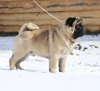 Quality - Fawn , a female Pug for sale in Coram, NY – 5 of 5