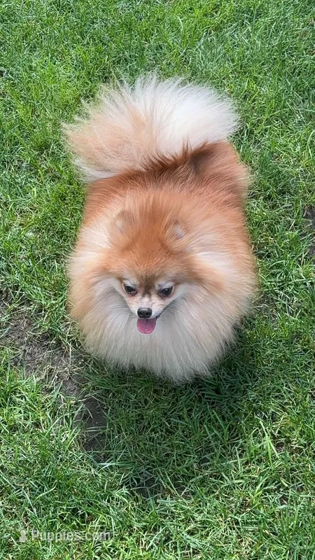Polly – Pomeranian puppy for sale in Coram, NY
