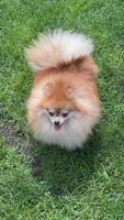 Polly, a female Pomeranian for sale in Coram, NY – 1 of 1