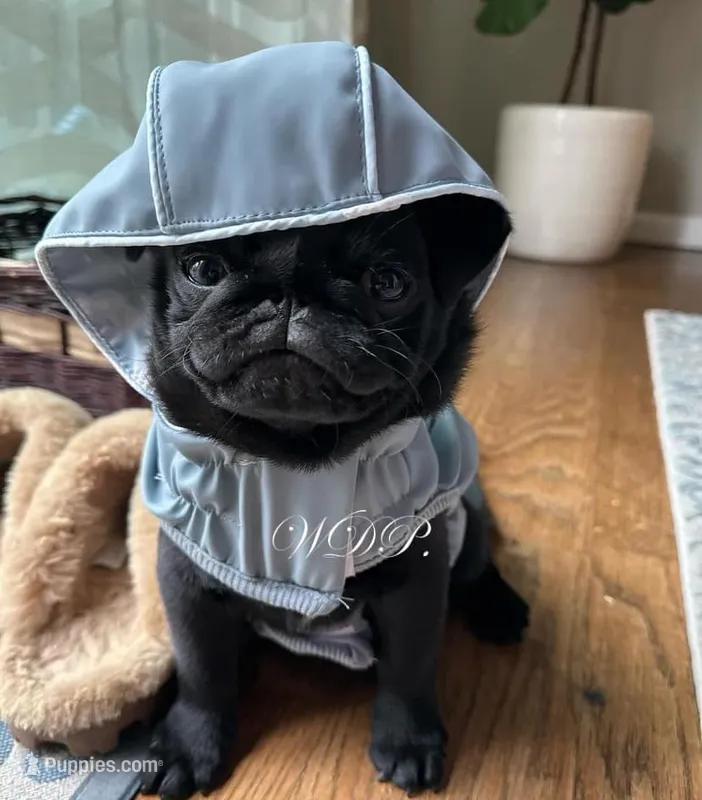 Quality - Black – Pug puppy for sale in Coram, NY