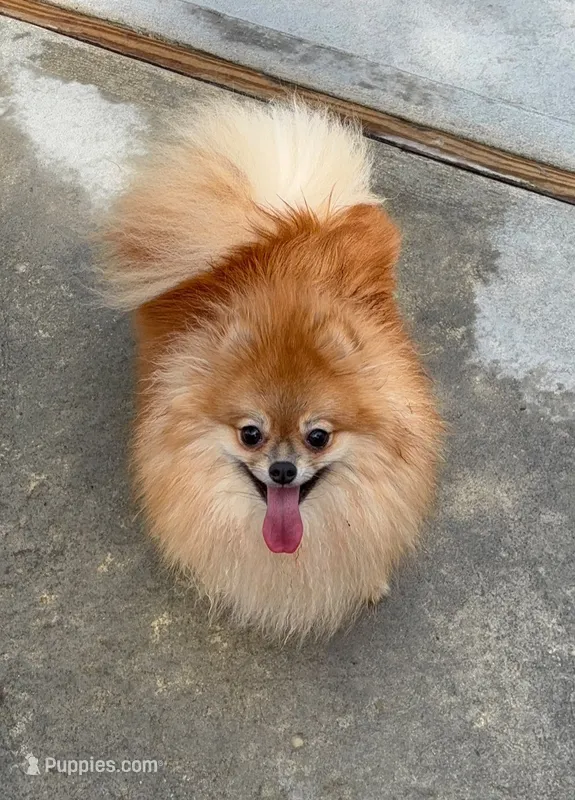 Polly – Pomeranian puppy for sale in Coram, NY
