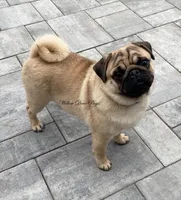 Quality - Fawn , a female Pug for sale in Coram, NY – 4 of 5