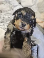JOURNIE , a female Cavapoo and Poodle - Toy  for sale in Garyville, LA – 9 of 9