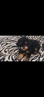 Mateo  tea cup size ckc , a male Cavapoo and Poodle - Toy  for sale in Garyville, LA – 2 of 9