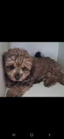 ARMANI TOY POODLE & CAVAPOO SHIHPOO CKC , a male Shihpoo and Poodle - Toy  for sale in Garyville, LA – 5 of 7