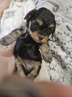 JOURNIE , a female Cavapoo and Poodle - Toy  for sale in Garyville, LA – 7 of 9