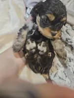 JOURNIE , a female Cavapoo and Poodle - Toy  for sale in Garyville, LA – 3 of 9