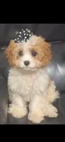 MADISON     , a female Cavapoo and Poodle - Toy  for sale in Garyville, LA – 8 of 9