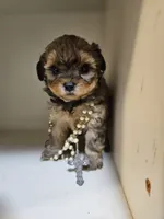 GEORGIA , a female Cavapoo and Poodle - Toy  for sale in Garyville, LA – 7 of 9