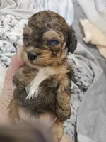 Janee, a female Cavapoo and Poodle - Toy  for sale in Garyville, LA – 4 of 7