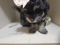 ATLANTA, a female Cavapoo and Shihpoo for sale in Garyville, LA – 10 of 10