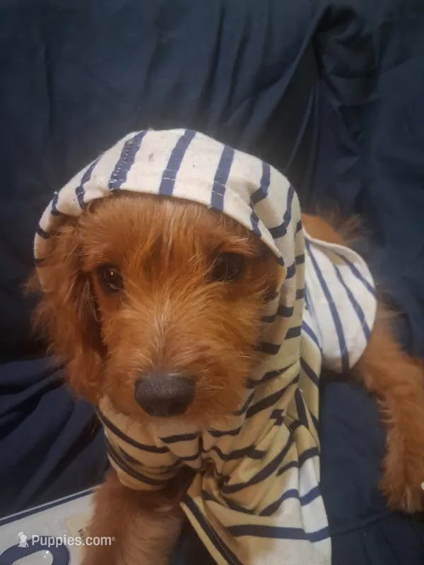 Gram TOY SIZE  CAVAPOO0 – Cavapoo, Poodle - Toy  puppy for sale in Garyville, LA