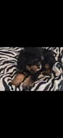 Mateo  tea cup size ckc , a male Cavapoo and Poodle - Toy  for sale in Garyville, LA – 4 of 9