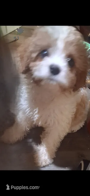HUDSON Cavapoo w/ King Charles marking F1B – Cavapoo, Poodle - Toy  puppy for sale in Garyville, LA