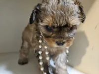 GEORGIA , a female Cavapoo and Poodle - Toy  for sale in Garyville, LA – 2 of 9