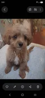 Vanilla , a male Cavapoo and Poodle - Toy  for sale in Garyville, LA – 6 of 9