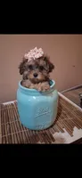 Georgia Toy Poodle & Cavapoo Shihpoo , a female Cavapoo and Shihpoo for sale in Garyville, LA – 2 of 10
