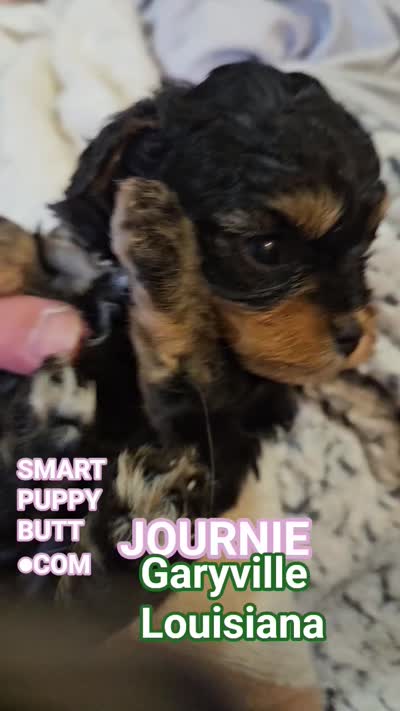 JOURNIE , a female Cavapoo and Poodle - Toy  for sale in Garyville, LA – 2 of 9
