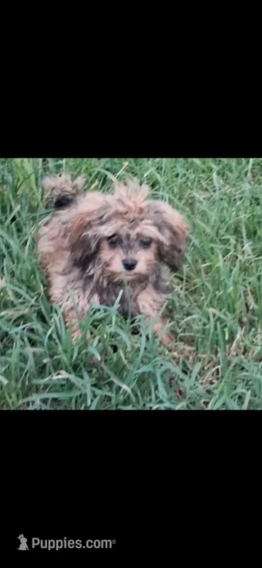 GEORGIE  – Cavapoo, Shihpoo puppy for sale in Garyville, LA