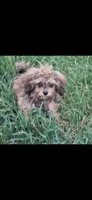 GEORGIE , a male Cavapoo and Shihpoo for sale in Garyville, LA – 2 of 9