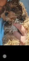 Janie, a female Cavapoo and Poodle - Toy  for sale in Garyville, LA – 2 of 7