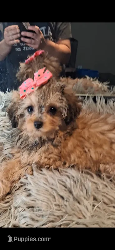 GEORGIA CAVAPOO SHIHPOO & TOY POODLE CKC – Cavapoo puppy for sale in Garyville, LA