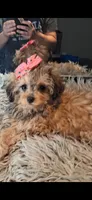 GEORGIA SHIHPOO CAVAPOO & TOY POODLE CKC, a female Shihpoo for sale in Garyville, LA – 8 of 10