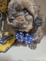 GIORGIO , a male Cavapoo and Shihpoo for sale in Garyville, LA – 8 of 9