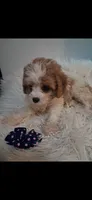 MADISON     TOY SIZE  CAVAPOO , a female Cavapoo and Poodle - Toy  for sale in Garyville, LA – 7 of 10