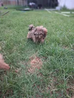 GEORGIE , a male Cavapoo and Shihpoo for sale in Garyville, LA – 6 of 9