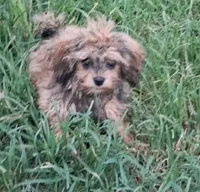GEORGIE , a male Cavapoo and Shihpoo for sale in Garyville, LA – 5 of 9