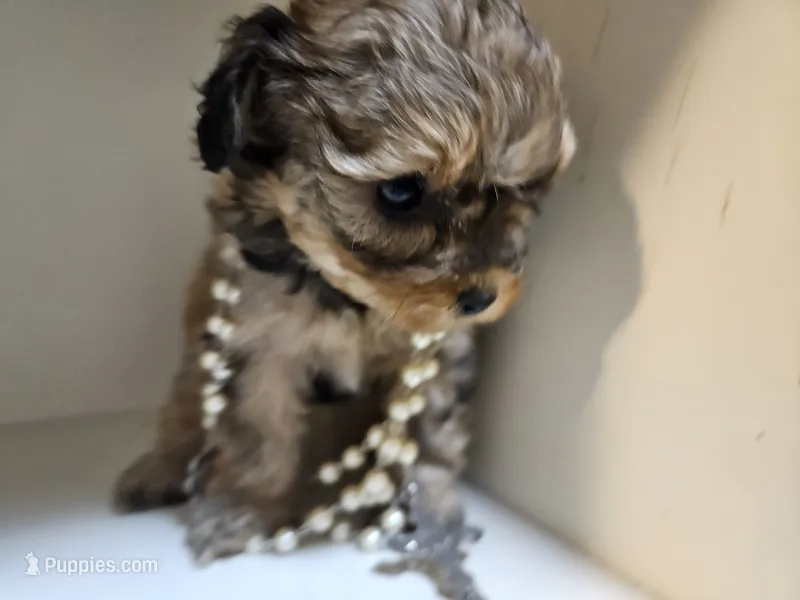 GEORGIA  – Cavapoo, Poodle - Toy  puppy for sale in Garyville, LA