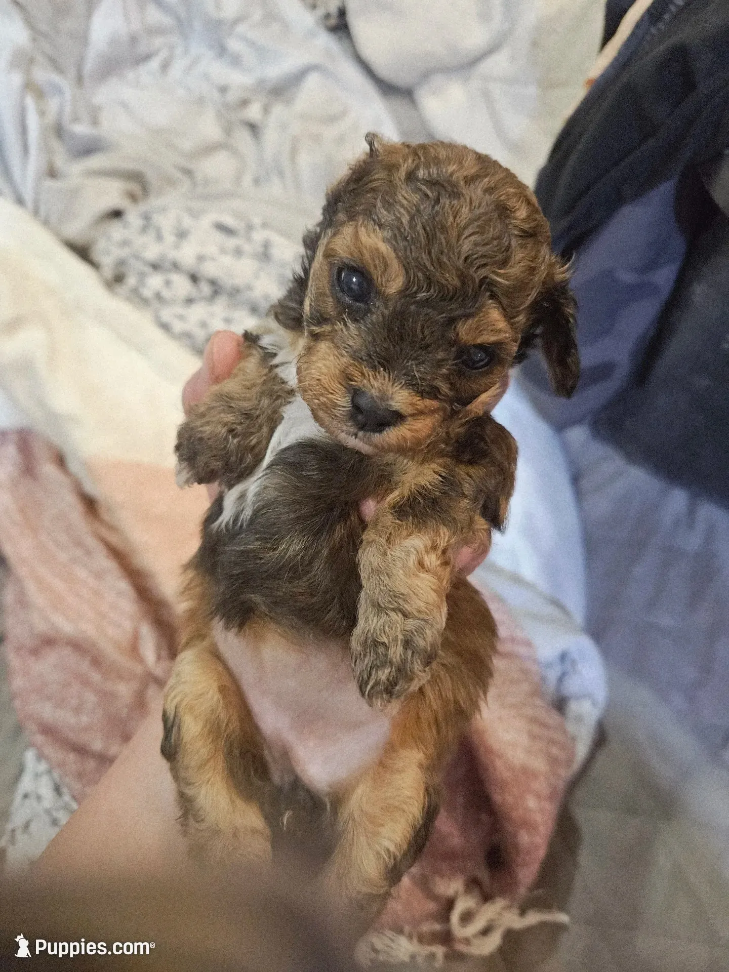 Janee F1B, a female Cavapoo and Poodle - Toy  for sale in Garyville, LA – 1 of 7
