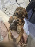 Janee, a female Cavapoo and Poodle - Toy  for sale in Garyville, LA – 2 of 7