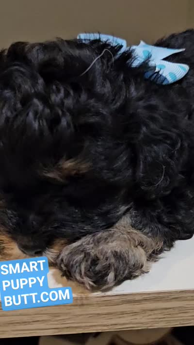 ARMANI , a male Cavapoo and Poodle - Toy  for sale in Garyville, LA – 3 of 10