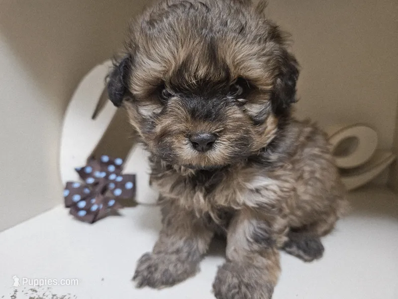 GEORGIE – Cavapoo, Shihpoo puppy for sale in Garyville, LA