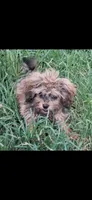 GEORGIE , a male Cavapoo and Shihpoo for sale in Garyville, LA – 3 of 9