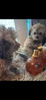 GEORGIA SHIHPOO CAVAPOO & TOY POODLE CKC, a female Shihpoo for sale in Garyville, LA – 9 of 10