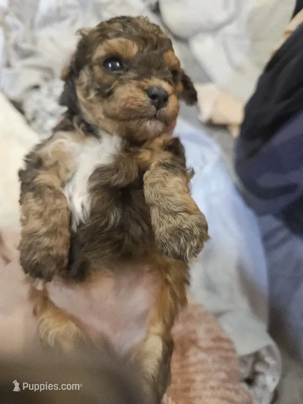 Janee, a female Cavapoo and Poodle - Toy  for sale in Garyville, LA – 1 of 7